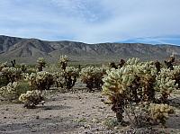 joshua tree national park (15).JPG